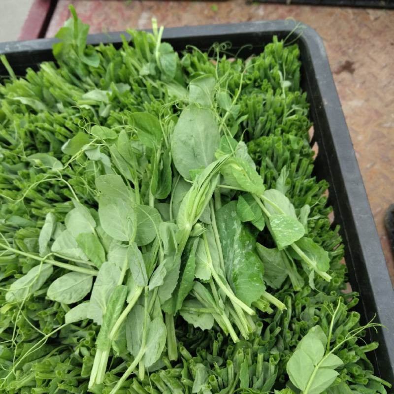 基地豌豆尖正在发货