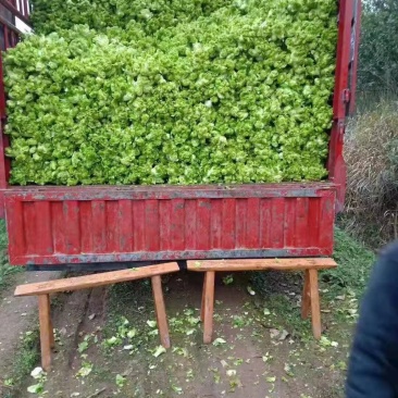 高山早熟儿菜，基地自销，货源充足，全国走车！