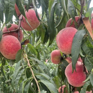 【金秋红蜜桃】山东青岛蜜桃秋桃色泽红润口感甘甜欢迎联系