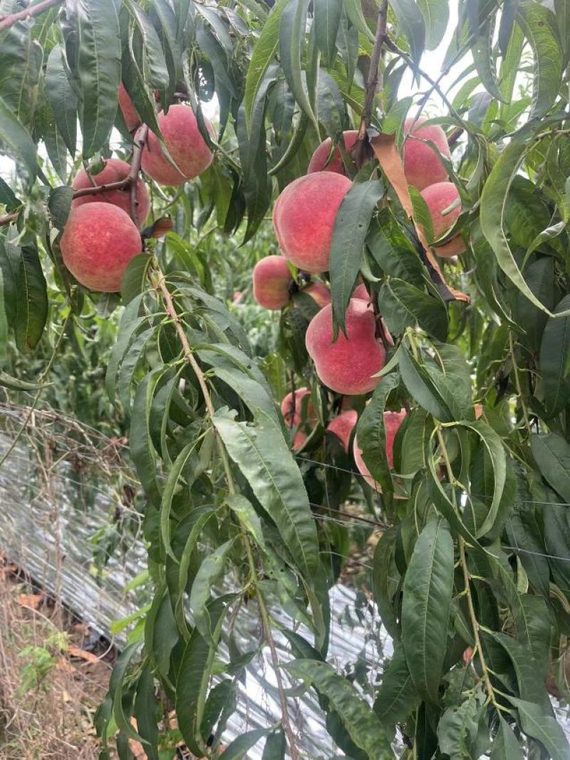 【金秋红蜜桃】山东青岛蜜桃秋桃色泽红润口感甘甜欢迎联系