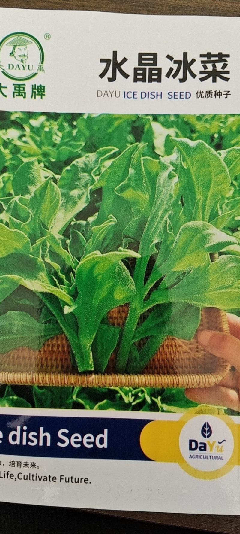 水晶冰菜种子进口高产冰草种子养生特色有机菜易种芥菜