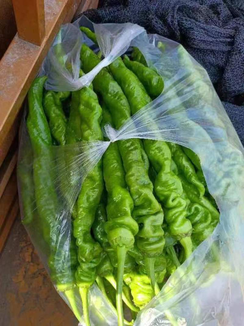 【精品】陇椒大量上市，物美价廉，质量有保障，欢迎前来洽谈