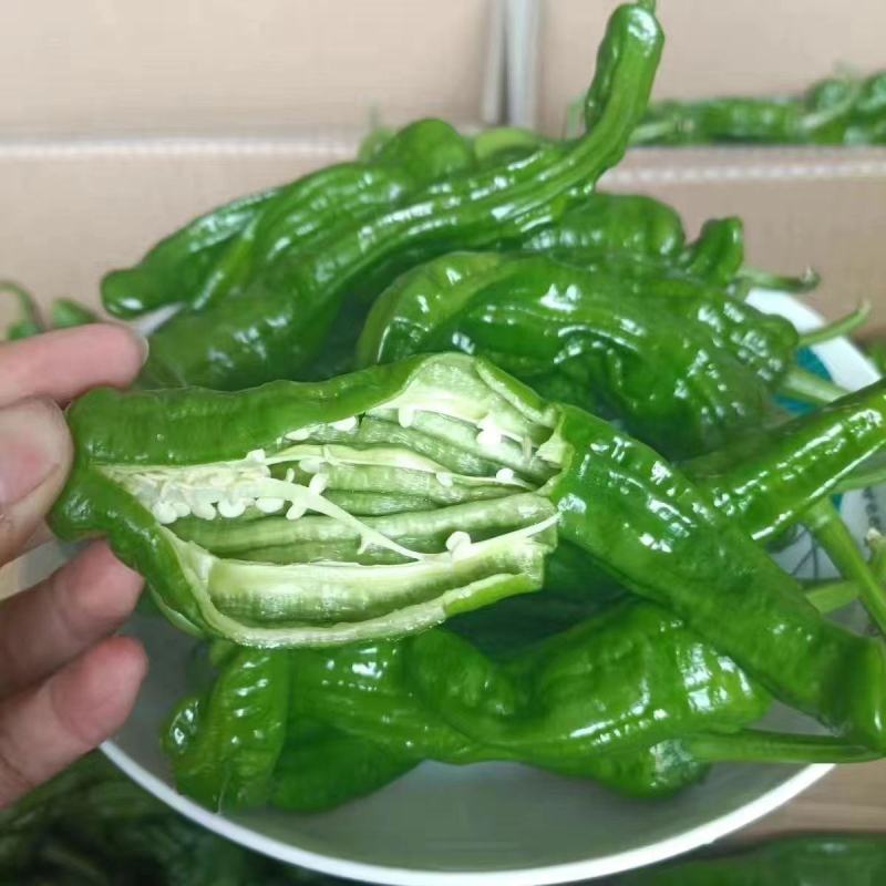 【精品】陇椒大量上市，物美价廉，质量有保障，欢迎前来洽谈
