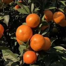 东方红柑橘苗，世纪红，美国糖桔五月苗第二年结果，视频挖苗