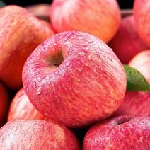 【红富士】山东青岛红富士苹果货量大果子质量好自有冷库欢迎