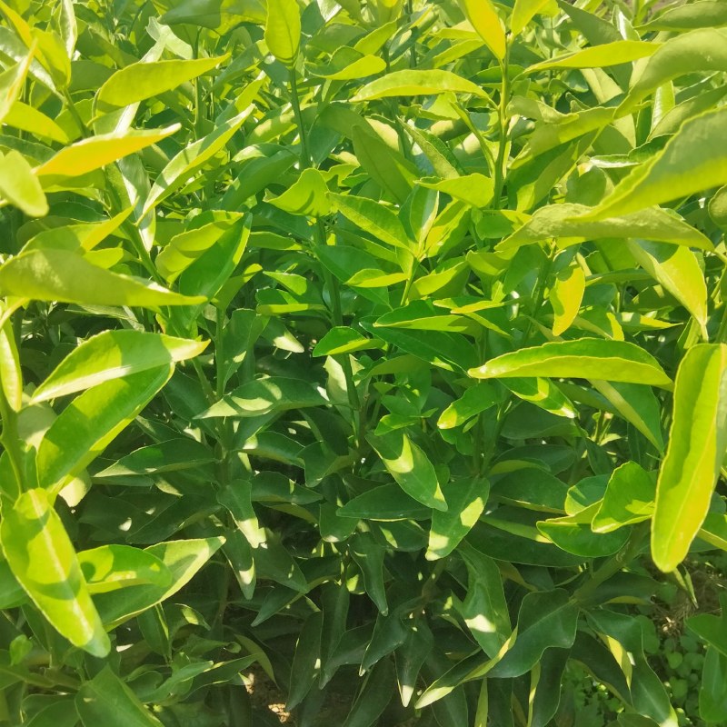 东方红柑橘苗，世纪红，美国糖桔新苗第二年结果，视频挖苗
