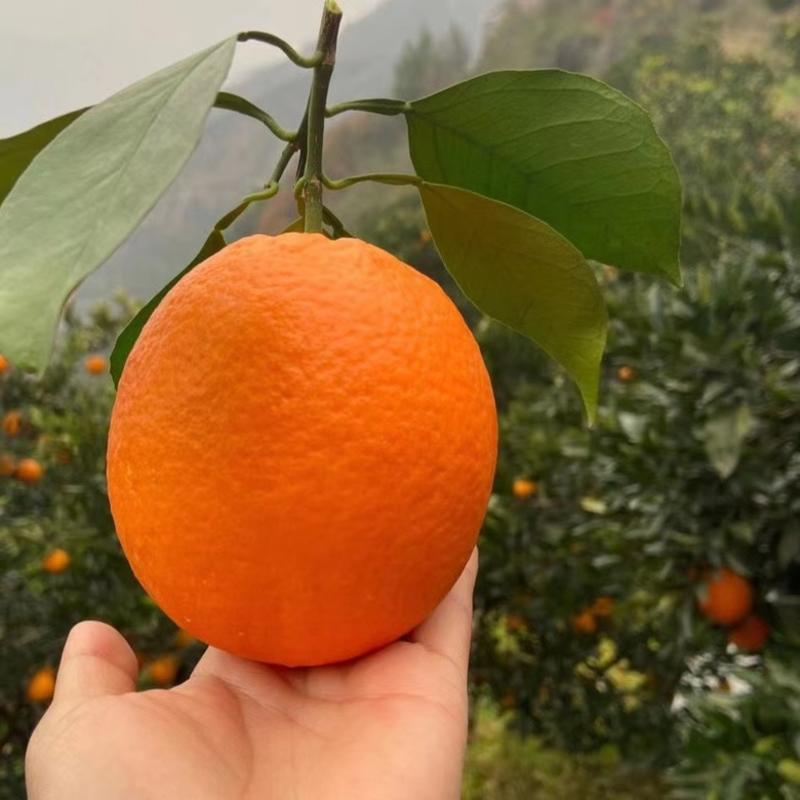 【脐橙】湖北纽荷尔脐橙现摘现发可视频看货对接全国