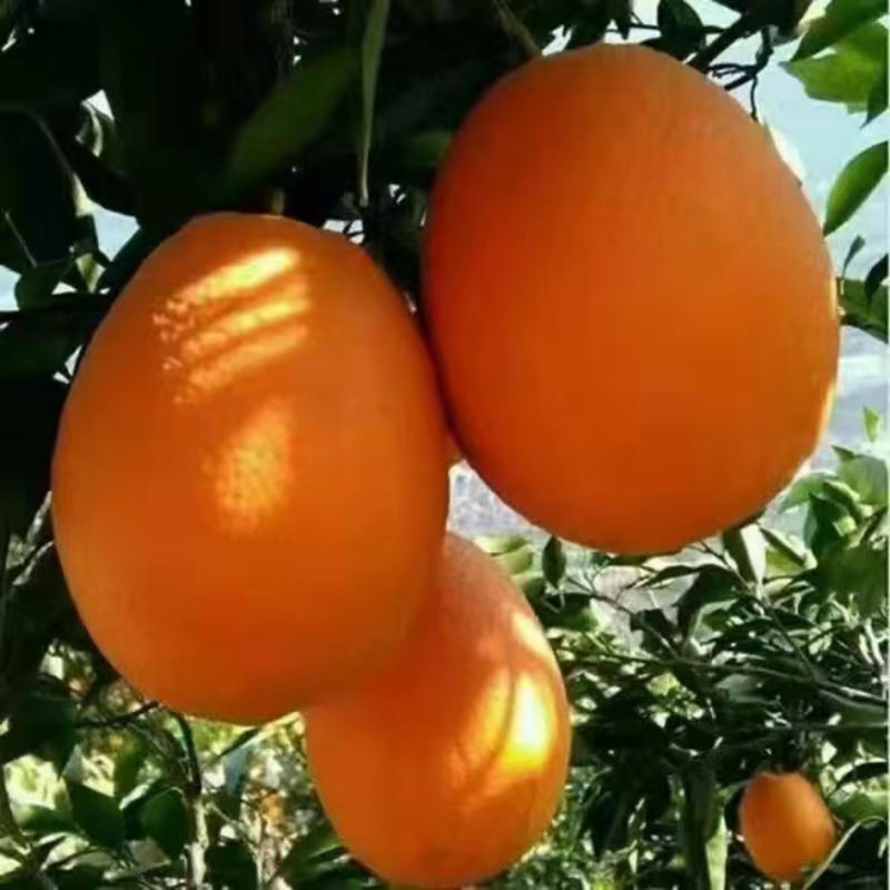 【脐橙】湖北纽荷尔脐橙现摘现发可视频看货对接全国