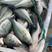 【鲈鱼】加州鲈鱼品质保证一手货源规格齐全量大从优