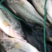 【鲈鱼】加州鲈鱼品质保证一手货源规格齐全量大从优