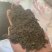腐植土高温消毒腐熟发孝用于绿化苗木具有营养成分合适移种