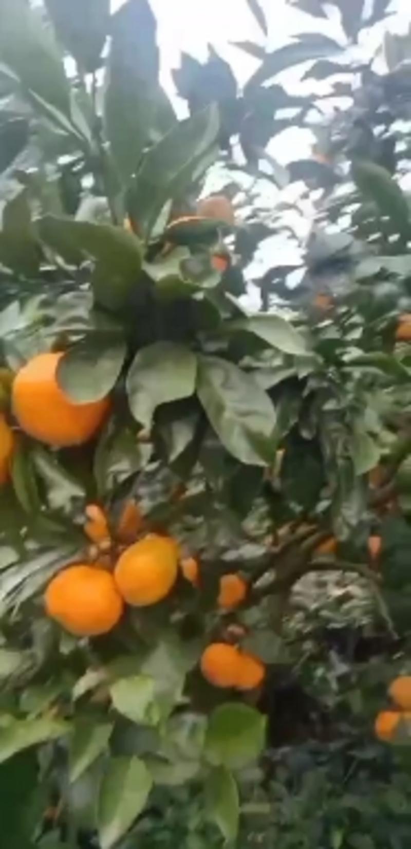 优质蜜橘