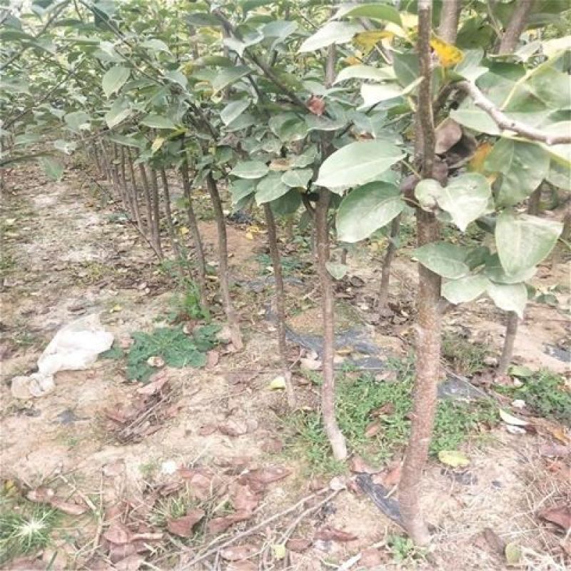 红啤梨树苗考密斯红梨苗新品种山东梨树苗保成活
