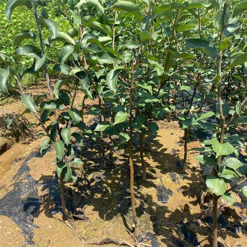 红啤梨树苗考密斯红梨苗新品种山东梨树苗保成活