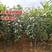 红啤梨树苗考密斯红梨苗新品种山东梨树苗保成活
