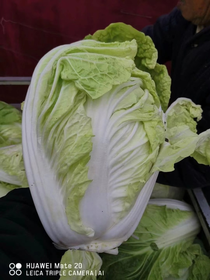 【甄选】江苏精品白菜黄心白菜产地直发可视频看货