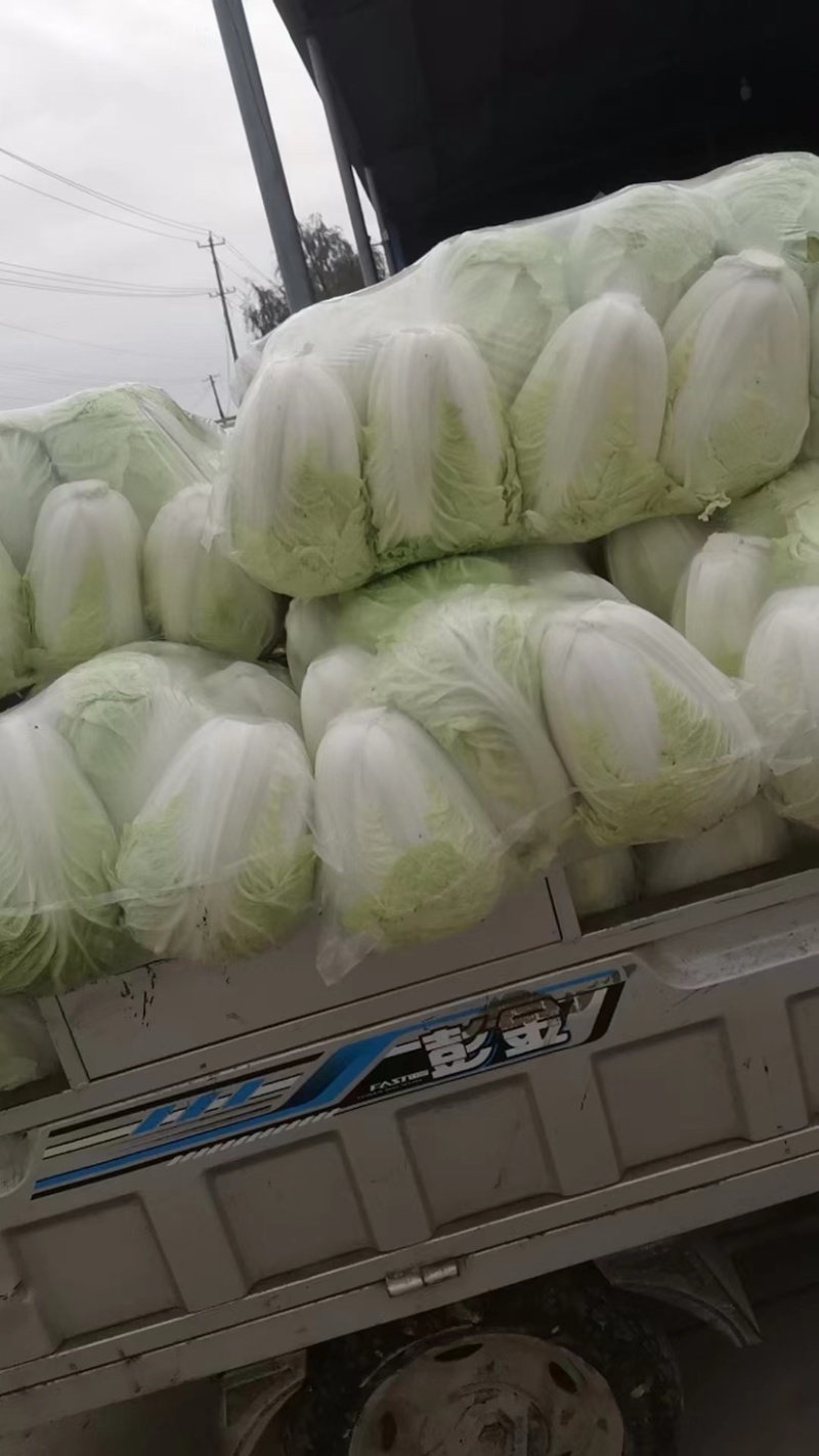 【甄选】江苏精品白菜黄心白菜产地直发可视频看货