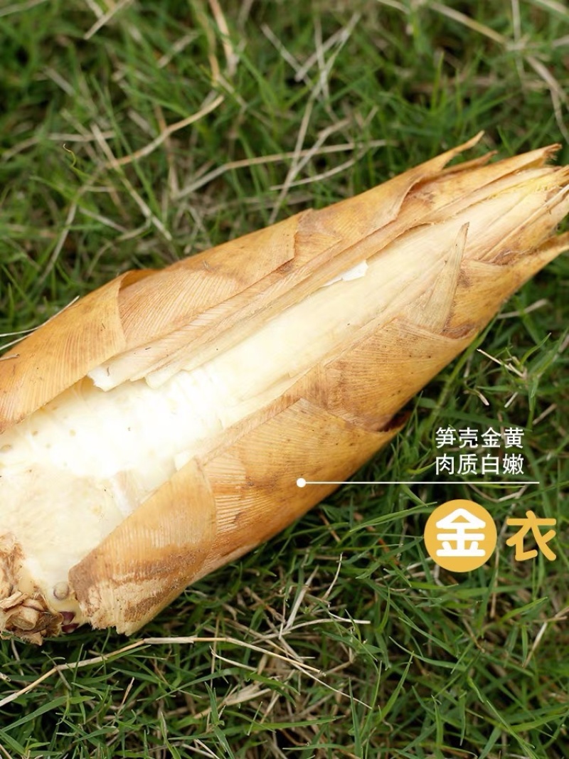 冬笋，新鲜现挖冬笋农家竹笋尺寸电商一件代产地源头春笋