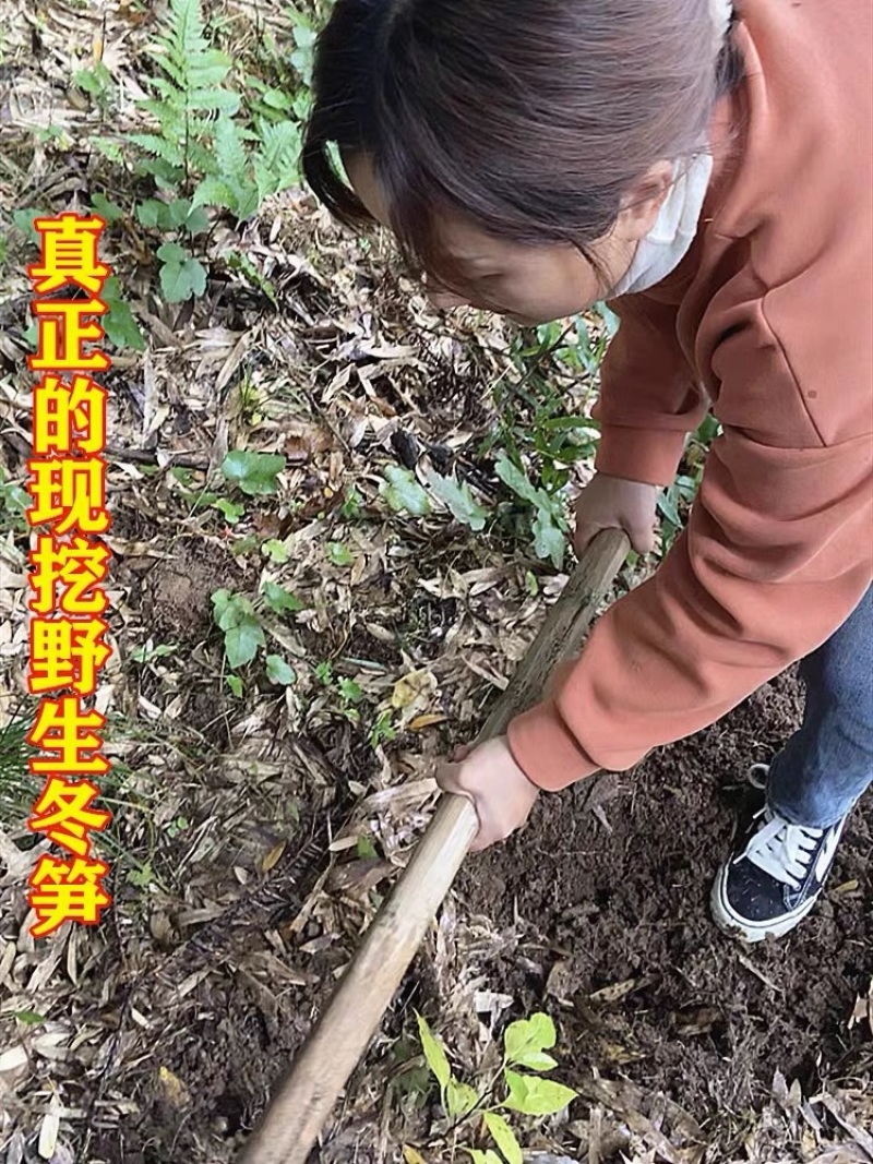 冬笋，新鲜现挖冬笋农家竹笋尺寸电商一件代产地源头春笋