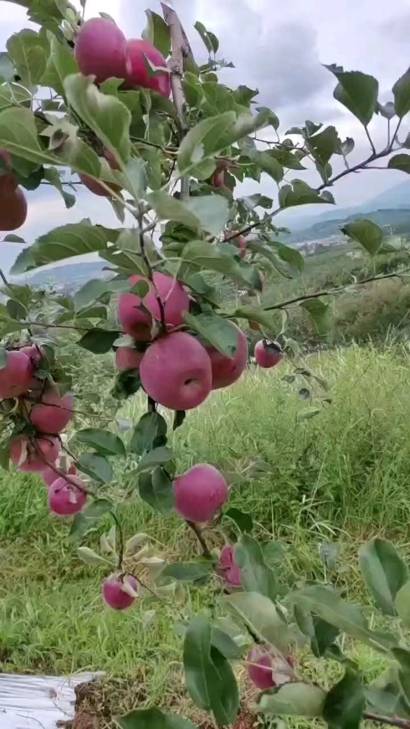 红富士苹果大量上市产地直发量大从优