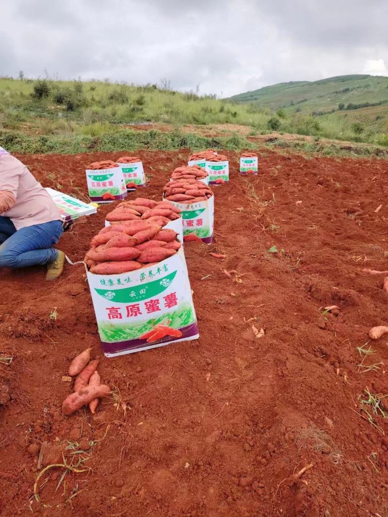 云南红土高原红土地西瓜红大量供应保质保量新鲜采挖量大从优