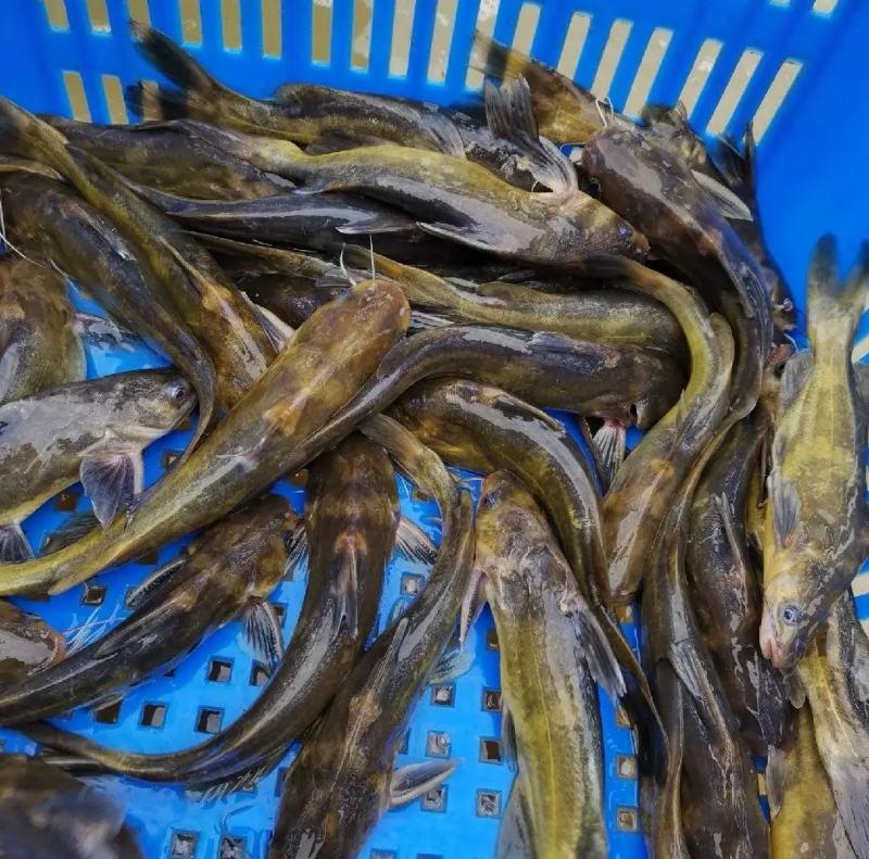 【实力推荐】黄骨鱼品质保证一手货源规格齐全量大优惠