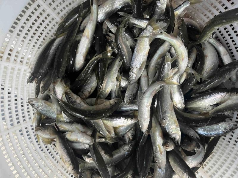 【热卖】优选马口鱼，规格10条左右