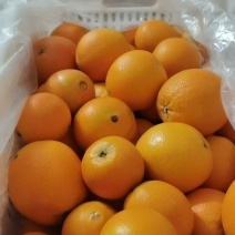 赣南信丰脐橙