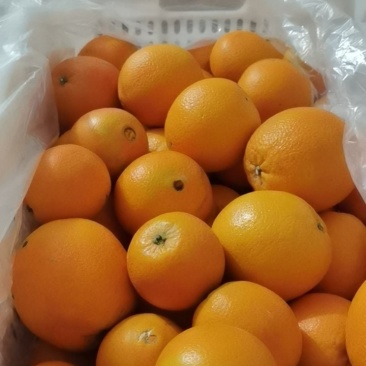 赣南信丰脐橙