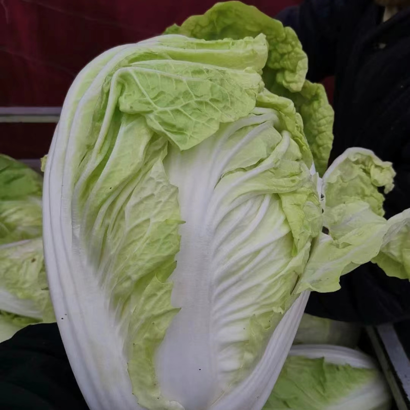 【牛商】精品黄心白菜产地直发一手货源价优保质欢迎