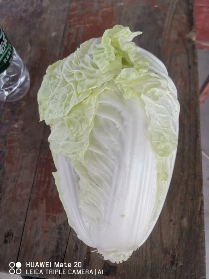 【甄选】江苏精品白菜黄心白菜产地直发可视频看货