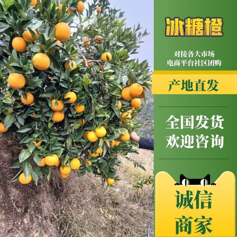 湖南麻阳冰糖橙，原产地直发，【对接电商，社区，批发市场】