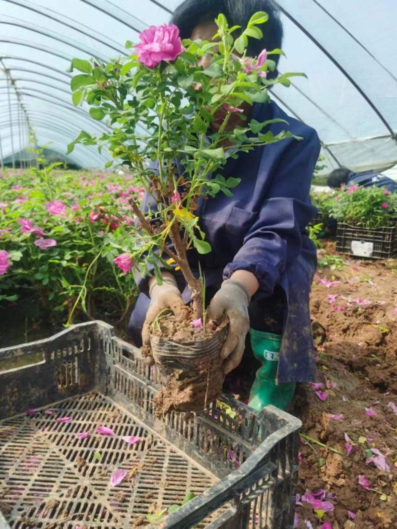 平阴玫瑰苗食用药用玫瑰苗丰花一号重瓣玫瑰苗