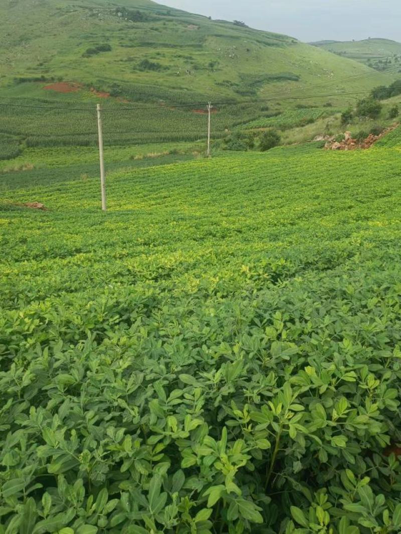 云南鲜花生二粒红花生大量供应新鲜采摘对接全国客商可视频看