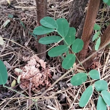 斗米虫云实树苗出售