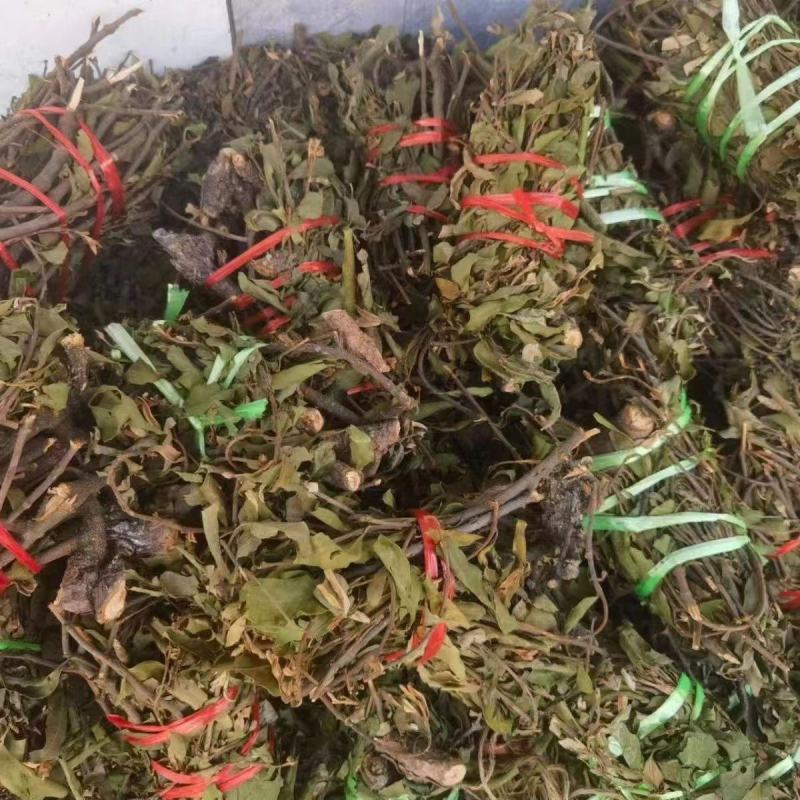 【精品】寄生草，云南野生松树寄生草货源充足，干货鲜货都有