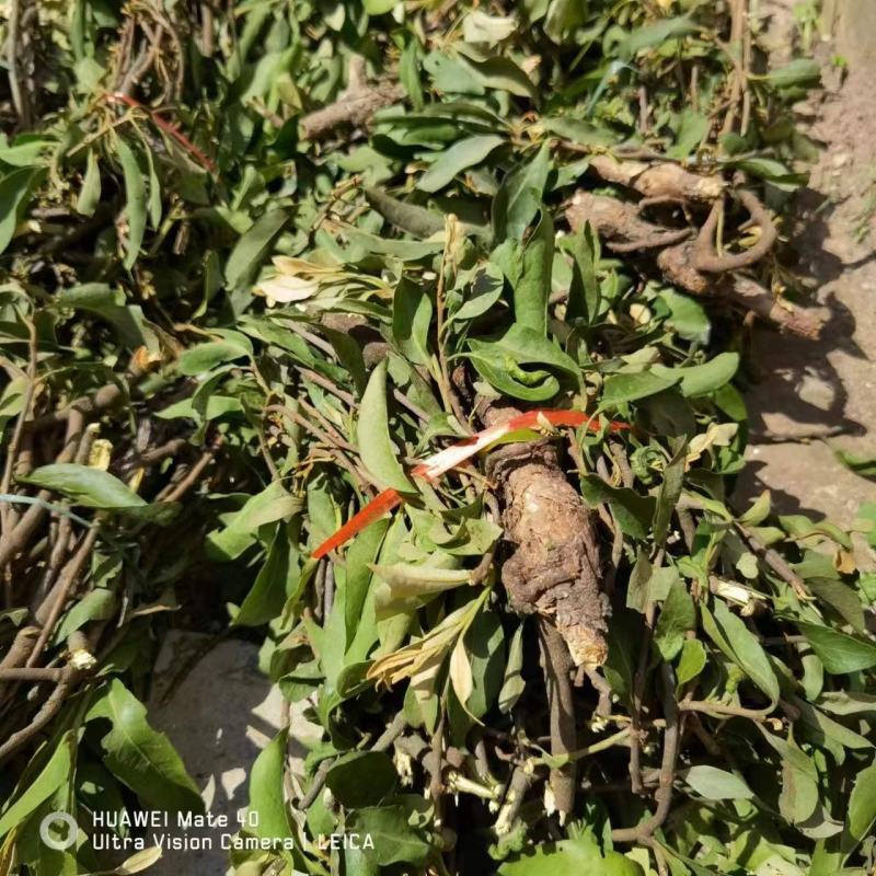 【精品】寄生草，云南野生松树寄生草货源充足，干货鲜货都有