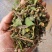 【精品】寄生草，云南野生松树寄生草货源充足，干货鲜货都有