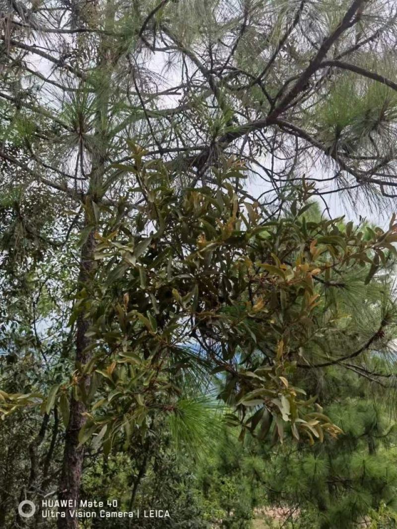 【精品】寄生草，云南野生松树寄生草货源充足，干货鲜货都有