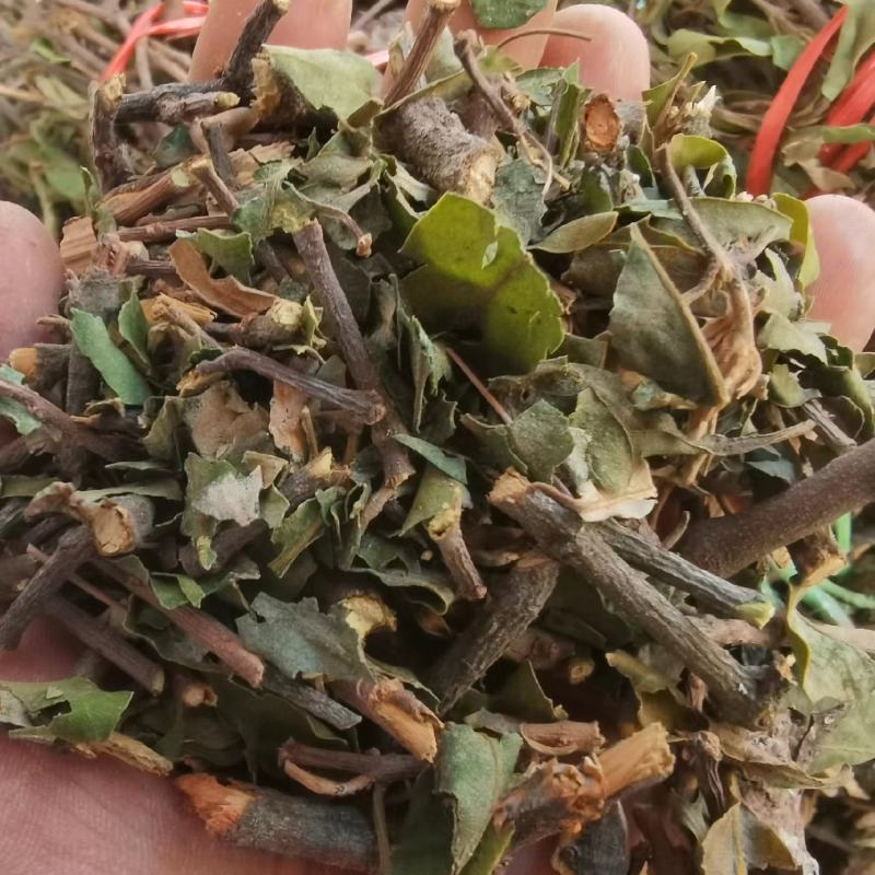 【精品】寄生草，云南野生松树寄生草货源充足，干货鲜货都有