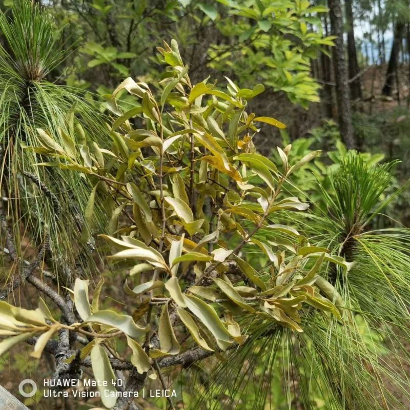 【精品】寄生草，云南野生松树寄生草货源充足，干货鲜货都有