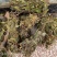 【精品】寄生草，云南野生松树寄生草货源充足，干货鲜货都有