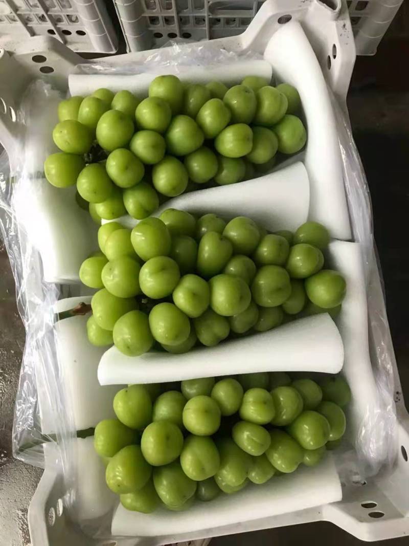 阳光玫瑰基地直批，山东葡萄量大从优，价低可视频看货