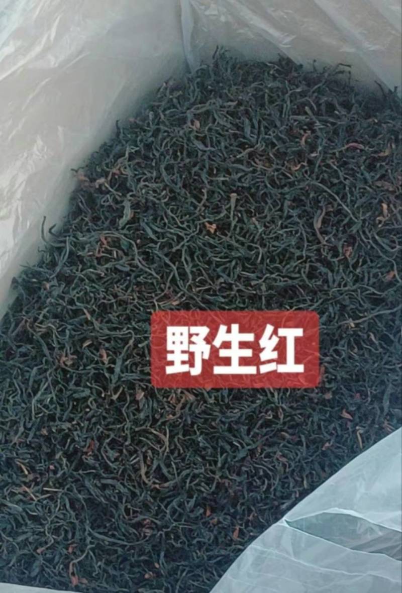 云南临沧野生红茶2026年春茶3吨自家茶可实地考察
