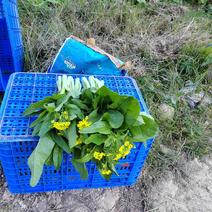 贵州白菜苔品质保证产地直发可视频欢迎咨询