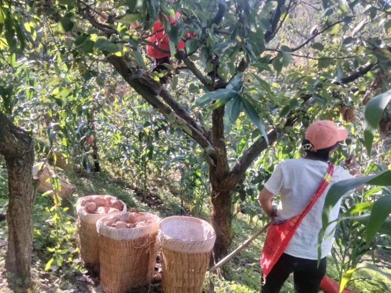 云南宾川高山黄皮梨口感细利欢迎老板考察！