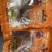 猪脸，麻辣扒猪脸自带调味包。卤猪脸现货批发
