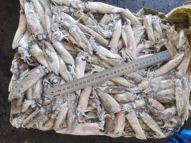 笔管鱼，船冻8-12cm火锅食材市场批发每箱净重8公斤