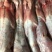 自营农场优质保鲜兔肉、冷冻兔肉，质优价廉