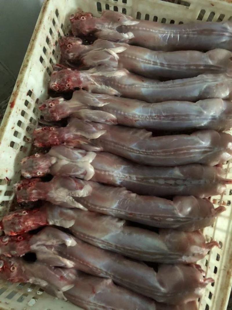 自家农场常年供应保鲜、冷冻兔肉
